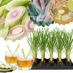 Set 20 Big Lemongrass Plants Live Fully Rooted for Planting, Lemon Grass Live Plants, Fresh Rooted Lemongrass Stalks for Planting Outdoors