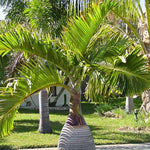 Palm Tree Live Plant Indoor Outdoor, Rare Succulent Palm Houseplant for Indoor or Outdoor Growing, 1 Gallon Pot, Bottle