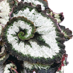 2 Begonia Live Plants Outdoor, Angel Wing Begonia Maculata Plants Live, 5-9" Tall, Ornamental Foliage Houseplant for Home or Office (Silver Green)
