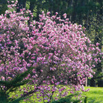 Ann Magnolia Plant Live 6 to 12 Inches Tall, in 2.5 Inches Pot, Purple Red Magnolia Tree Live Plant, Fragrant Magnolia Flowers