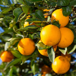 Valencia Orange Plant Live, Orange Fruit Citrus Tree Plant in Gallon Pot, 2-3 Ft Tall, Sweet Citrus Tree for Garden or Contaniers
