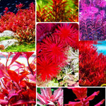 200 Aquarium Plant Seeds for Fish Tank, Mixed Aquatic Grass Seeds for Freshwater Aquarium, Fast-Growing