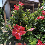 2 Red Stripe Mandevilla Plants Live 4–7" Tall, Live Mandevilla Flowering Tropical Vines for Patio, Containers and Backyard Landscaping