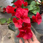 2 Bougainvillea Live Plants, Tropical Bougainvillea Flowering Vine, Fast Growing Outdoor and Container Plant, 4-8'' Tall (Red Orange Blooms)