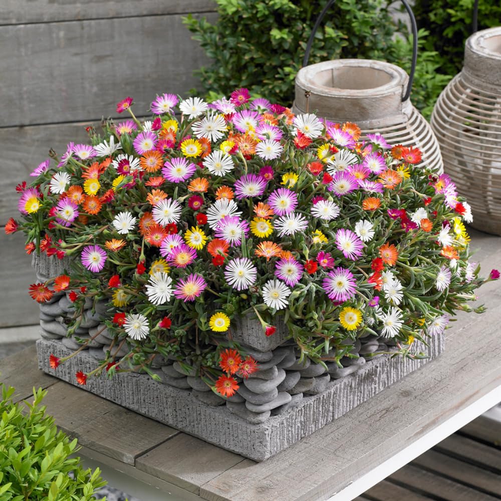 Delosperma Ice Plant Live in 4'' Pot, Hardy, Low-Maintenance Flowering Succulent Groundcover for Outdoor Gardens and Containers (Mixed Ice Plant)