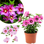 Althea Rose of Sharon Bush Live Plants in Pot, Hibiscus Plant Live, Fragrant Rose of Sharon Plant, from 6 to 13 Inch Tall (Pink)