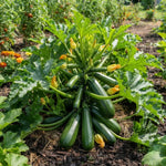 Green Zucchini Live Plant, Zucchini Vegetable Vine Plant, 4-7" Tall in Pot