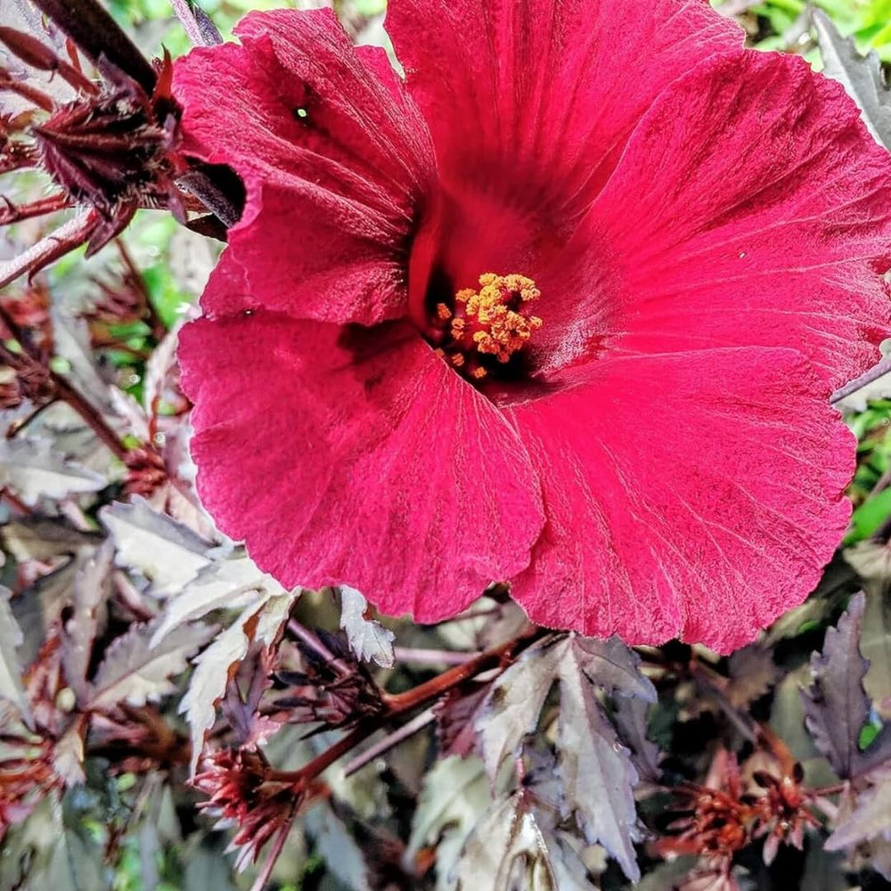 3 Hardy Cranberry Hibiscus Live Plants, Tropical Hibiscus Bush, 4-6 Inches Tall, Outdoor Garden Plant