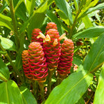2 Awapuhi Shampoo Ginger Live Plants, Red Shampoo Ginger 4-7 Inch, Red Ginger Lily, Zingiber Zerumbet, Outdoor Growing, Ready to Grow