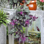Set 2 Gynura Purple Passion Plants 4-8'' Tall, Royal Velvet Plant, Purple Indoor Plant for Home Décor, No Pot