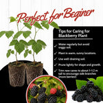 2 BlackBerry Plants Live for Planting, 4 to 8 Inch Height, BlackBerry Bush Live Plant, Sweet Blackberries Fruit Seedlings (Osage BlackBerry)