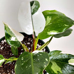 Philodendron Plant Prince of White Live Plant - 4-9" Tall - Houseplant Ornaments Perennials Garden Growing Planting Can Grow Well Pots Gift