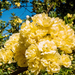 Climbing Roses Live Plant, Yellow Rose Climbing Bushes for Planting, No Pot, Cut Back, Well Rooted, No Leaf for Planting