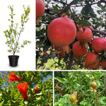 Wonderful Pomegranate Tree Live Plant, Cold Hardy Pomegranate Plant Live, 6 to 8 Inches Tall, All Year Planted