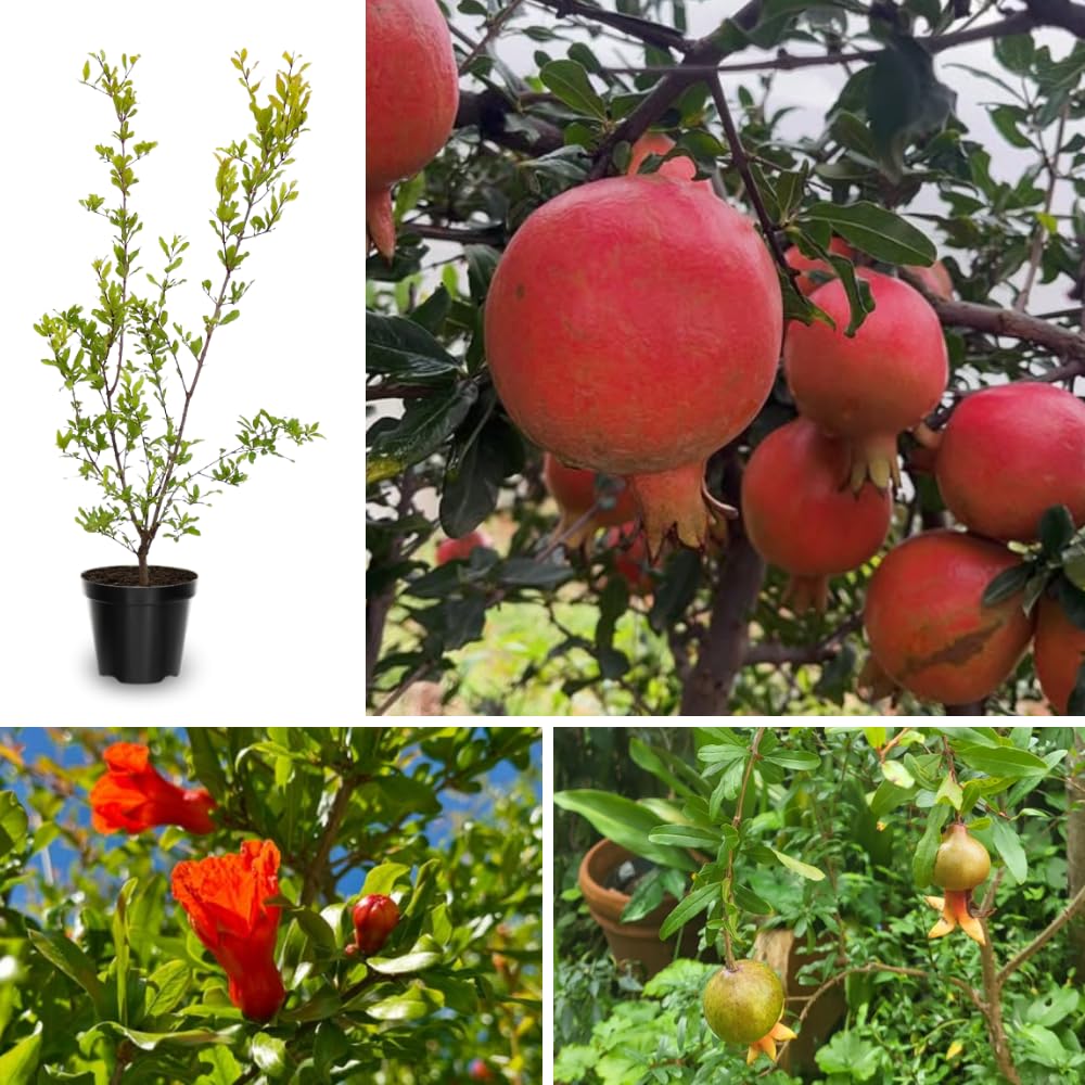 Wonderful Pomegranate Tree Live Plant, Cold Hardy Pomegranate Plant Live, 6 to 8 Inches Tall, All Year Planted