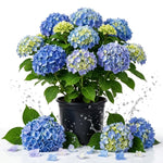 Blue Hydrangea Live Plant, Bloom Shrub, 6-12 Inch Tall