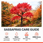 Sassafras Tree, Outdoor Landscape Shrub, 1-2 Ft Tall