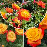 Rose Live Plant, Roses Flower Plant, Fragrant Flower for Planting, 4-6 Inches Tall, Bush Shrub Plants, Well Rooted, Ready to Grow (Orange Rose)
