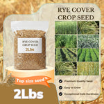 Rye Grass Seeds 2 lb Bag, Rye Seeds for Planting, Quick Growing Rye Cover Crop for Lawns, Gardens