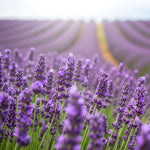Pack 2 Lavender Live Plants 4-8 Inches, Hardy Fragrant Perennial Outdoor Herb Plant (Phenomenal Lavender)