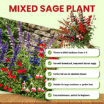 3 Mixed Salvia Sage Plants 4–7" Tall, Perennial Live Flowering Garden Plants for Outdoor Growing, Vibrant Salvia Plant Starter