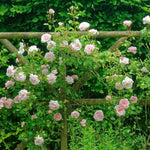 Pack 2 Mix Climbing Rose Live Plants Bushes Fragrant Well Rooted - No Leaf - Cut Back for Summer Planting (Assorted of Yellow, Pink, Red or White)
