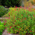 Live Pineapple Sage Plant, Red Flowers for Garden, Long-Lasting Blooms, 5-9 Inc Tall