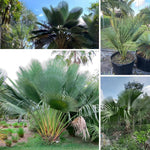 Palm Tree Live Plant, Fully Rooted in 3 Gallon Pot, Rare Tropical Plant Live for Indoor or Outdoor Growing, Silver Blue