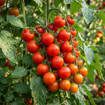 Cherry Tomato Live Plants, 2 Plant Per Pot, Tomato Plant 5-8" Tall