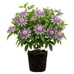 Maypop Passion Flower Live Plant, Purple Incarnata Passiflora 4-8 Inches, Hardy Flowering Vine for Garden, Patio and Containers