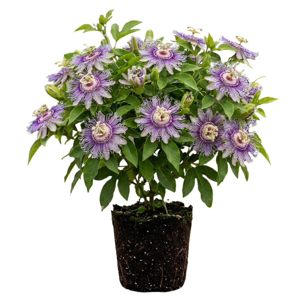 Maypop Passion Flower Live Plant, Purple Incarnata Passiflora 4-8 Inches, Hardy Flowering Vine for Garden, Patio and Containers