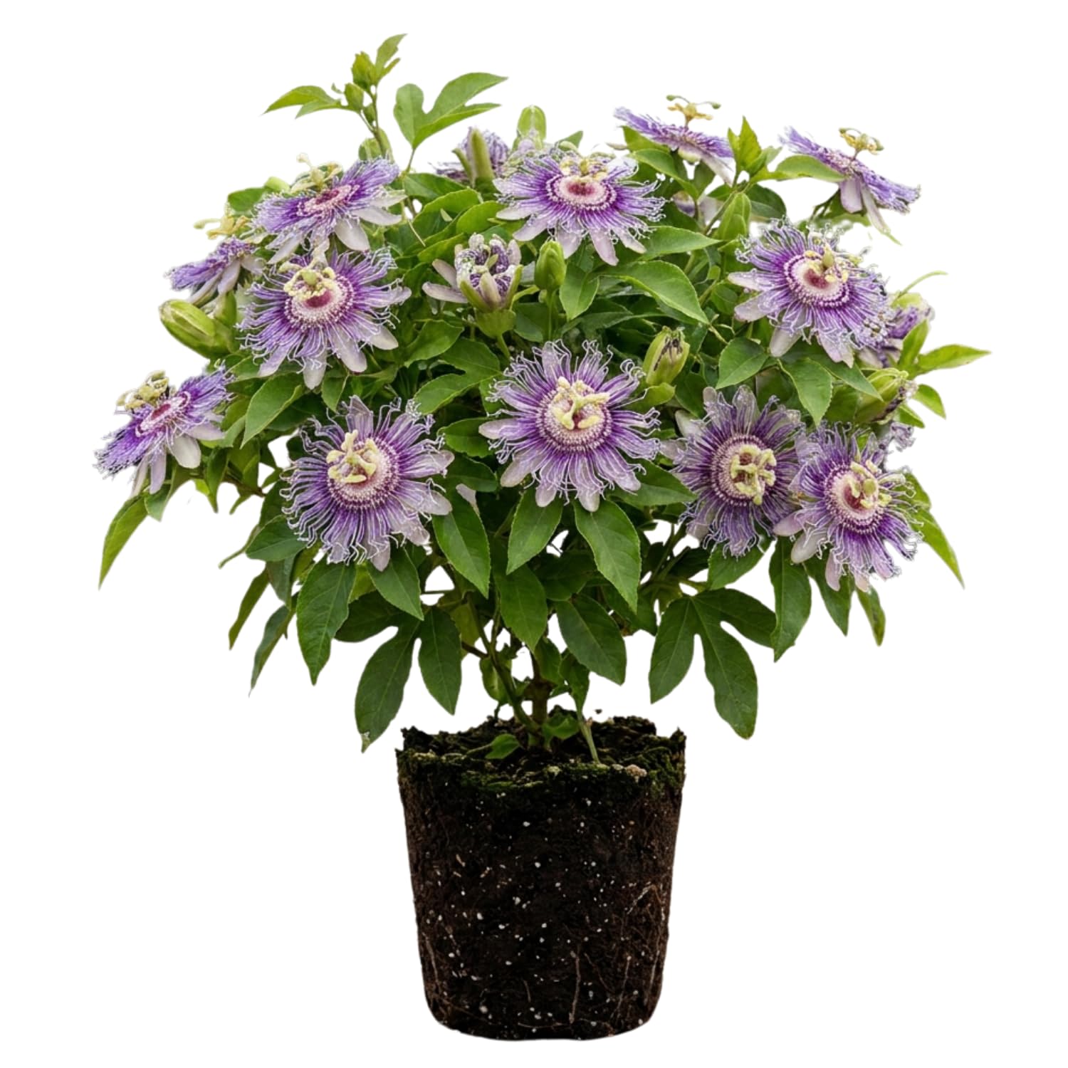 Maypop Passion Flower Live Plant, Purple Incarnata Passiflora 4-8 Inches, Hardy Flowering Vine for Garden, Patio and Containers