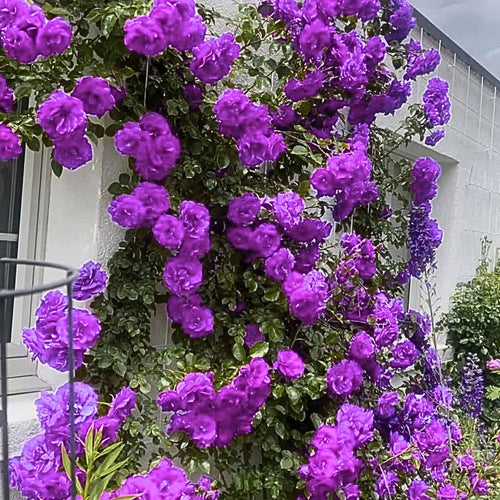 Climbing Roses Live Plants, Rose Bushes Ready to Planting, No Pot, Cut Back, Well Rooted, 6-8 Months Old (Purple)