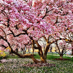 Magnolia Tree Live Plant 6 to 14 Inch Height, Fragrant Magnolia Plant Live to Grow, Magnolia Bush Flowers in Pot (Saucer Magnolia)