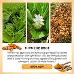 8 Turmeric Roots for Planting, Fresh Curcuma Turmeric Rhizomes, Heirloom Herb Roots for Home Garden