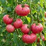 Set 2 Tomato Plants, Pink Tomato Plants Live, 4-6 Inc Tall, Sweet Tomatoes for Trellis, Indoor Outdoor Garden