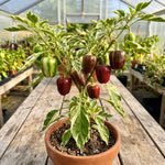 Set 2 Pepper Plants Live for Planting, Pepper Plant, 4-6 Inc Tall, Live Vegetable Plants for Indoor Outdoor Growing (Variegated Chocolate Cherry Peppers)