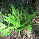 10 Cinnamon Ferns Live Plants Outdoor, Live Ferns for Outdoors, Indoor Hardy Perennial Fern Rhizomes Bare Roots