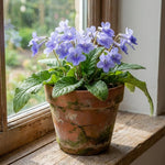Blue Ice Streptocarpus Lady Slipper Plants in 3.25 Inch Pot, Live Flowering Houseplant for Patio, Containers and Indoor Gardening