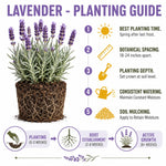 2 Phenomenal Lavender Plants 4–7" Tall, Fragrant Lavender Flowering Garden Plants for Patio, Containers and Backyard Landscaping
