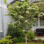 Kousa Dogwood Trees Live Plants 6 Inc -1 Feet Dormant, Live White Kousa Flowering Dogwood Trees Shrubs for Planting Outdoors