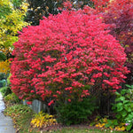 Set of 10 Dwarf Burning Bush Bare Root Plants, Hardy Shrub 6-12" Tall, Colorful Burning Bush for Garden Landscaping