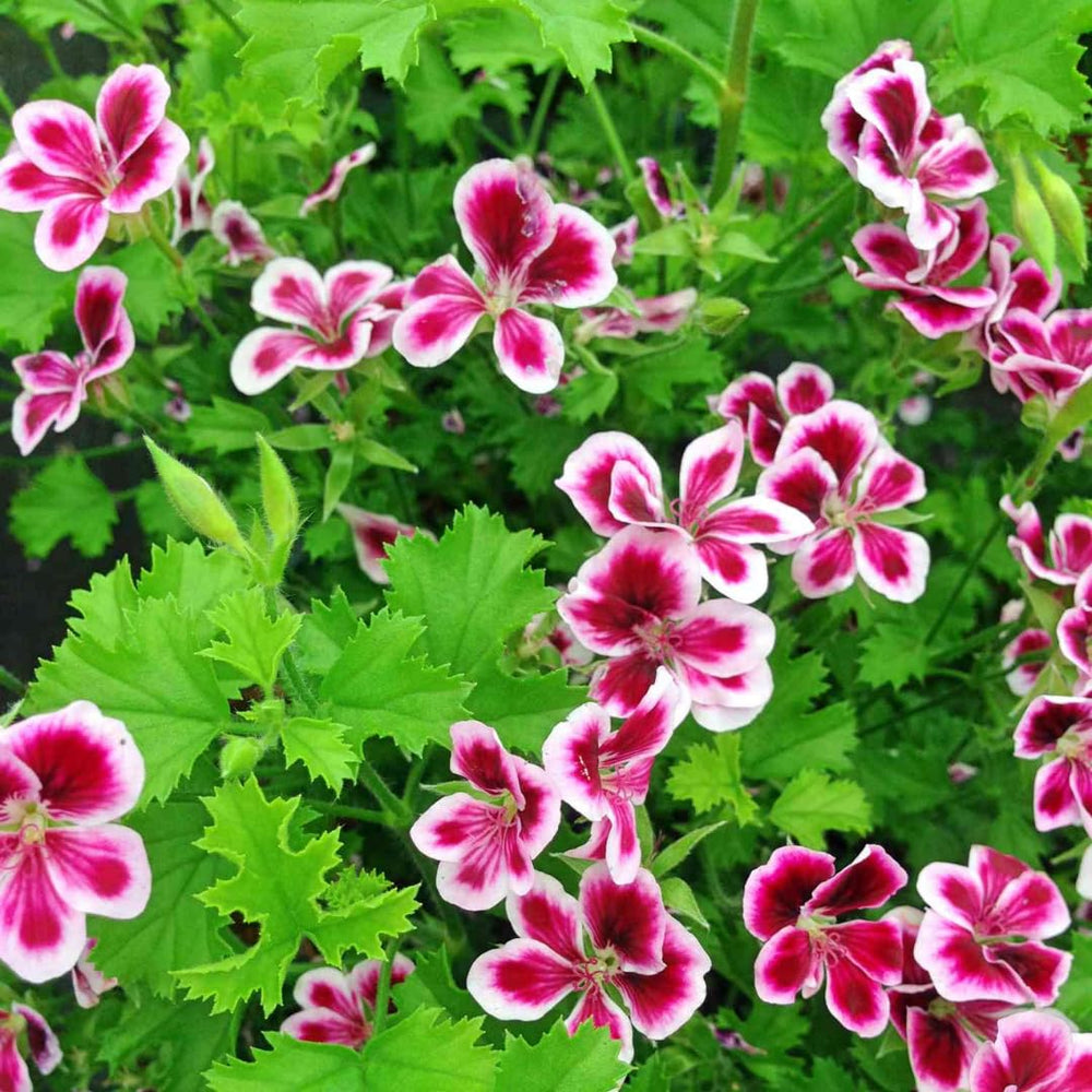 Set 4 Live Citronella Plants Live, Fragrant Citronella Geranium Live Plants, 4-9" Tall, Outdoor Live Plants for Patio and Garden