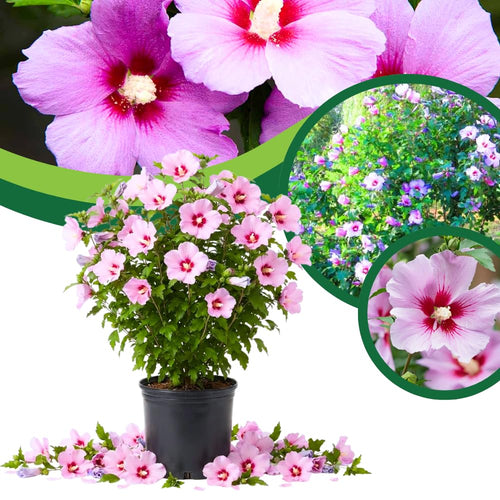 Pink Rose of Sharon Live Bush, 6-14 Inch Tall