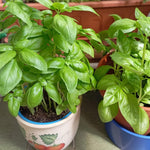 Basil Plant Live, Fragrant, Flavorful Herb for Indoor Outdoor Gardens, Well Rooted Plant 4-7 Inches (Large Leaf Basil)