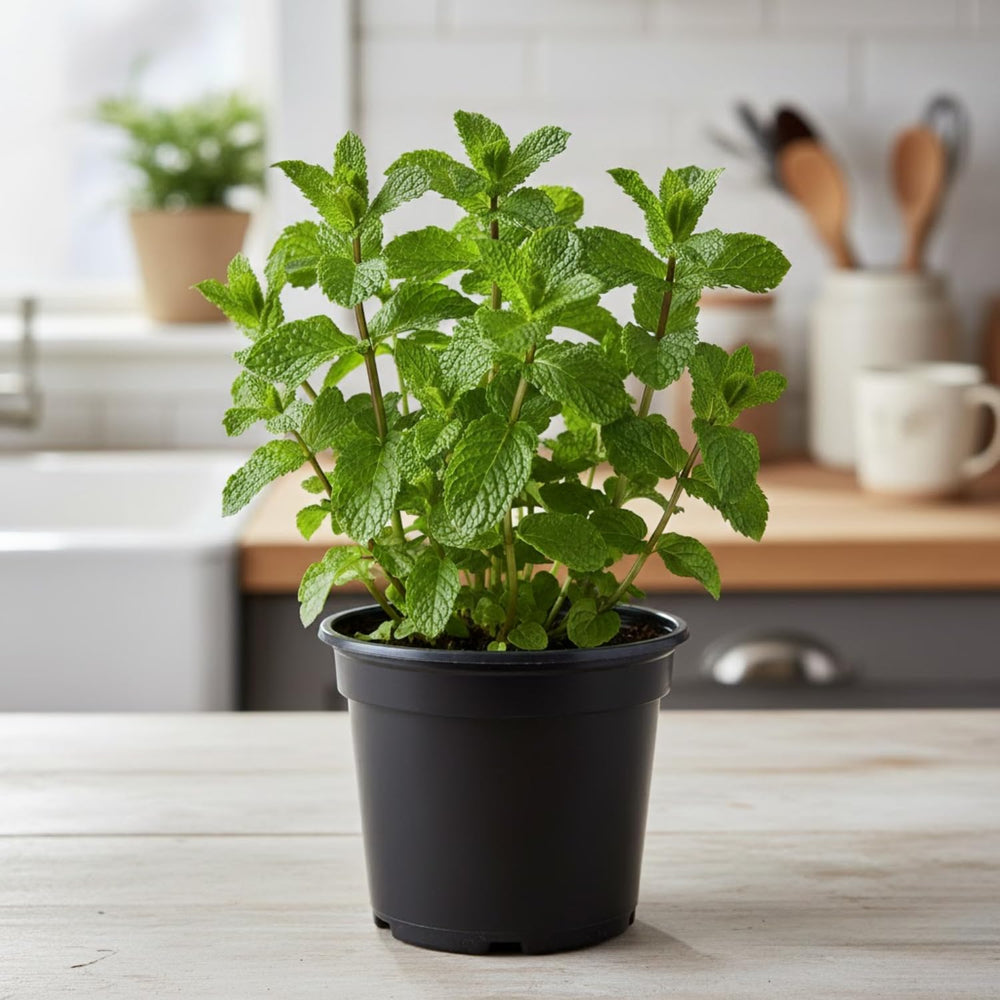 Spearmint Plant Live in 4'' Pot, Mint Herb Plants for Culinary and Garden Growing, Perennial Herbs