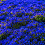 100+ Creeping Thyme Seeds, Blue Creeping Thyme Seeds Ground Cover for Landscaping, Vibrant Blooms Garden Seed