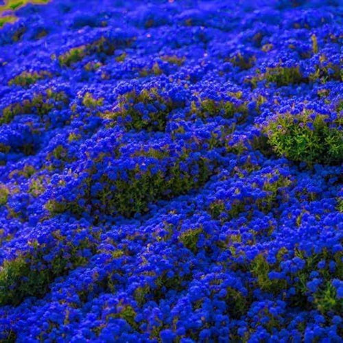 100+ Creeping Thyme Seeds, Blue Creeping Thyme Seeds Ground Cover for Landscaping, Vibrant Blooms Garden Seed