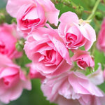 Live Pink Climbing Roses Plant, Starter Climbing Rose Bush Plant, 4-7" in Tall for Spring Planting