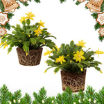 2 Yellow Christmas Cactus Plants, Thanksgiving Cactus 3-6 Inch Tall, Winter Succulents Flowers Container Hanging Basket Indoor Outdoor Planting